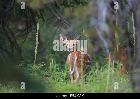 weiß - angebundene Rotwild Stockfoto