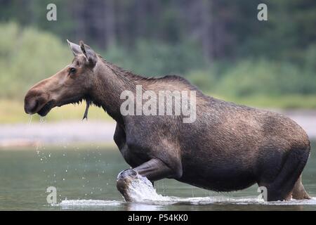 Elch Stockfoto