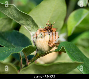 Eriobotrya japonica. Junge grüne Frucht der Japanische Mispel auf den Zweigen. Mispel Junge Frucht. Mispel Baum mit unreifen Früchten Stockfoto