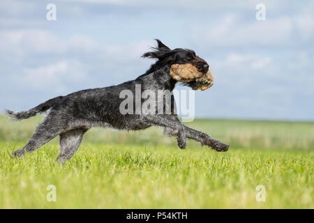 Abrufen von Deutsch Drahthaar Stockfoto