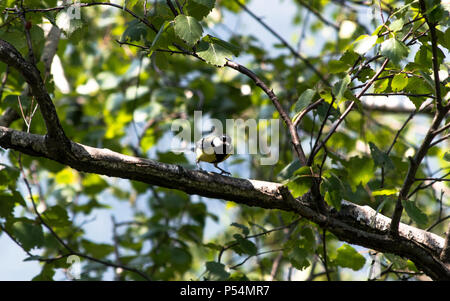 Cinciallegra. Die Berge von Vogel in Italien, Piemont, Ornavasso (VB). Una Cinciallegra ad Ornavasso, Forte di Bara, postazioni Linea Cadorna. Stockfoto