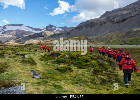 Expeditionsschiff Passagiere wandern in Shackleton Valley, South Georgia Island Stockfoto