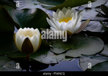 Lilly See Stockfoto