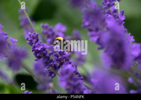 Nahaufnahme Makro Foto einer Honigbiene auf Blüten in einem Haus Garten. Stockfoto