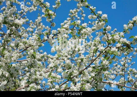 Niederlassungen der Blüten apple tree gegen den blauen Himmel close-up Stockfoto