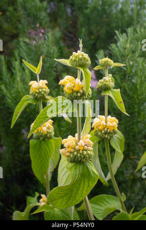 In der Nähe von Jerusalem Salbei Phlomis fruticosa Blüte in einem Fife Garten. Stockfoto