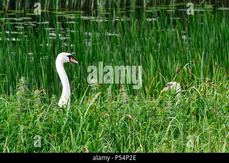 Schwäne am Ouse wäscht Naturschutzgebiet, Cambridgeshire, Norfolk. RSPB. Weibchen auf Nest - schauen Sie nach rechts in das Schilf. Stockfoto