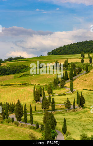 Cypress Tree scenic kurvenreiche Straße in Monticchiello - valdorcia - in der Nähe von Siena, Toskana, Italien, Europa. Stockfoto