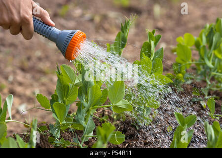 Hand Bewässerung grüne Erbsen im Gemüsegarten, Nahaufnahme Stockfoto