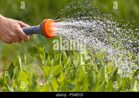 Hand Bewässerung grüne Erbsen im Gemüsegarten, Nahaufnahme Stockfoto