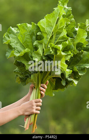 Hand, die Blätter von Rhabarber im Gemüsegarten, Nahaufnahme Stockfoto