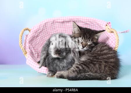Kätzchen und Kaninchen Stockfoto