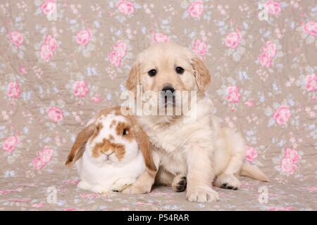 Golden Retriever Welpen und Floppy-eared Rabbit Stockfoto