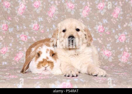 Golden Retriever Welpen und Floppy-eared Rabbit Stockfoto