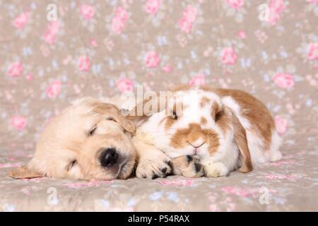 Golden Retriever Welpen und Floppy-eared Rabbit Stockfoto