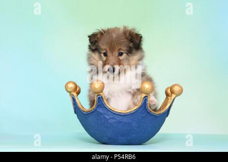 Sheltie Welpen Stockfoto