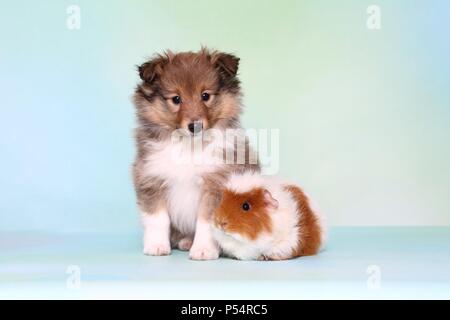 Sheltie Welpen und Meerschweinchen Stockfoto