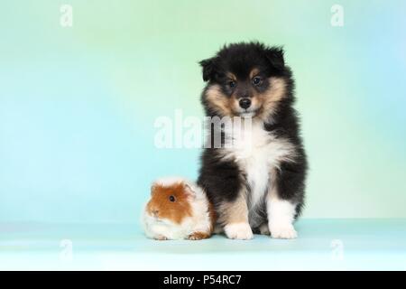 Sheltie Welpen und Meerschweinchen Stockfoto