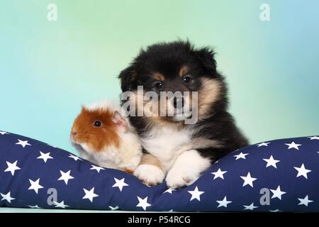 Sheltie Welpen und Meerschweinchen Stockfoto