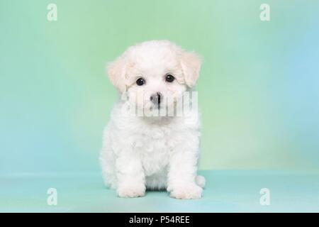 Bichon Frise Welpen Stockfoto