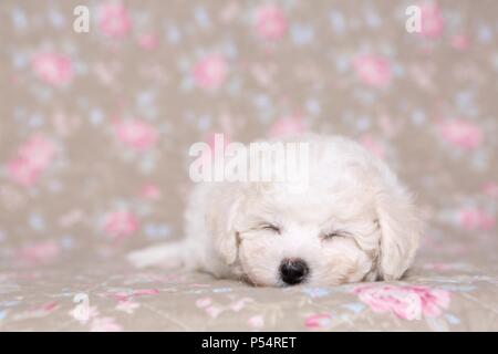 Bichon Frise Welpen Stockfoto