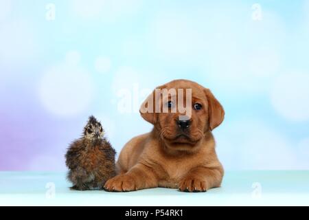 Labrador Retriever Welpen und seidig Huhn Stockfoto