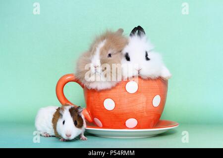 Lion - vorangegangen Kaninchen und Meerschweinchen Stockfoto