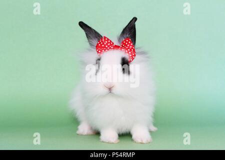 junge Kaninchen löwenköpfige Stockfoto