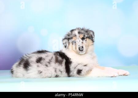 Amerikanische Collie Welpen Stockfoto