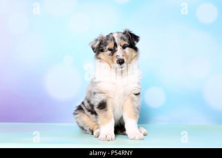 Amerikanische Collie Welpen Stockfoto