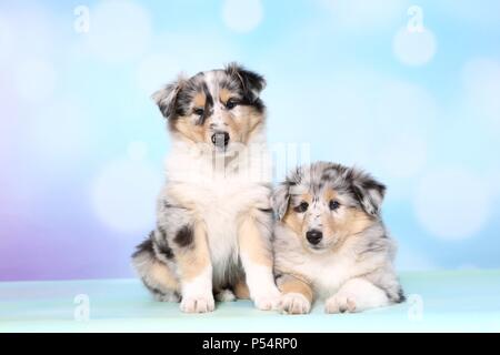 American Collie Welpen Stockfoto