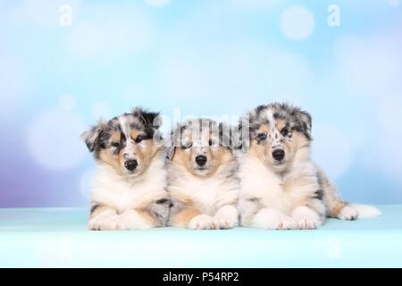 American Collie Welpen Stockfoto