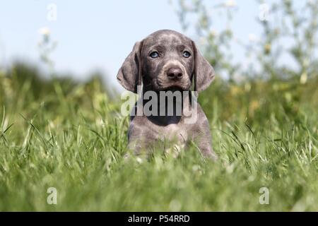 Weimaraner Welpe Stockfoto