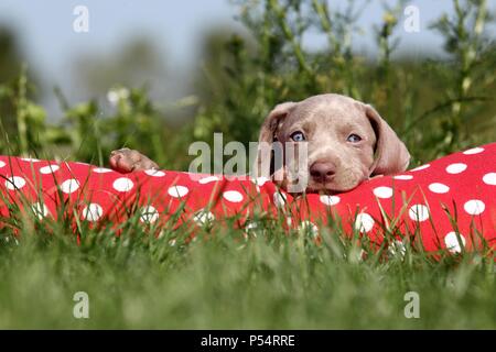 Weimaraner Welpe Stockfoto