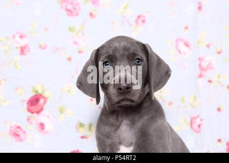 Weimaraner Welpe Stockfoto