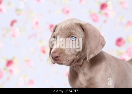 Weimaraner Welpe Stockfoto