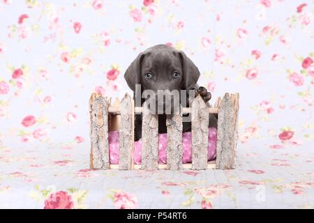 Weimaraner Welpe Stockfoto