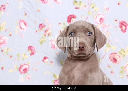 Weimaraner Welpe Stockfoto