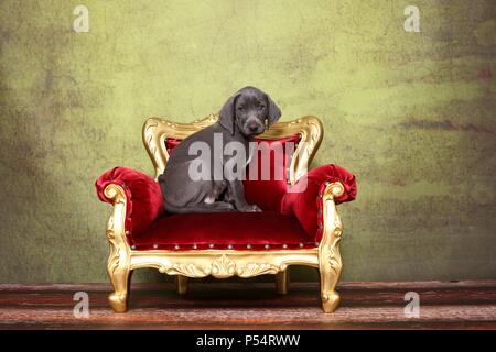 Weimaraner Welpe Stockfoto