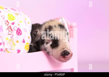 Baby Schwein Stockfoto