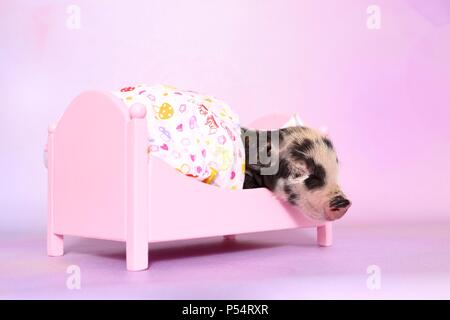 Baby Schwein Stockfoto