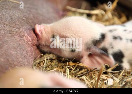 Baby Schwein Stockfoto