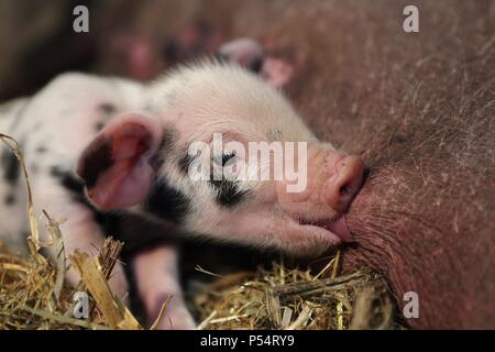 Baby Schwein Stockfoto