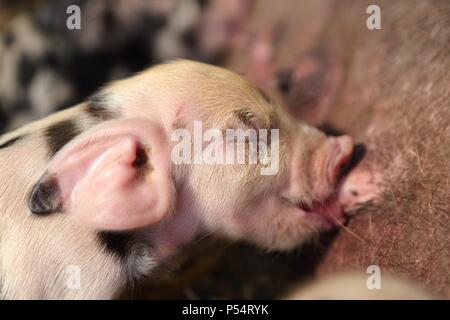 Baby Schwein Stockfoto