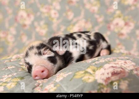 Baby Schwein Stockfoto