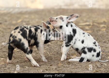 Ferkel Stockfoto