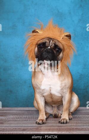 Französische Bulldogge sitzend Stockfoto