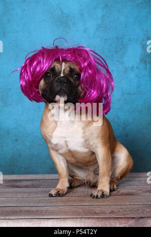 Französische Bulldogge sitzend Stockfoto