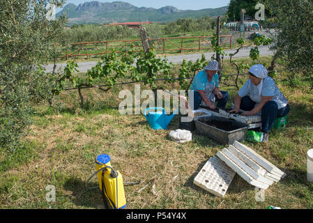 Zwei Frauen, die Anpflanzung neuer Samen auf der Farm in Fishte, Albanien Stockfoto