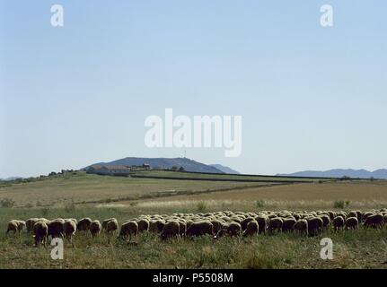 Spanien. Extremadura. Herde Schafe. La Serena Region. Provinz Badajoz. Stockfoto